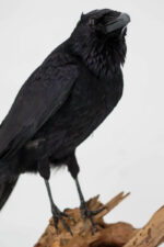Raaf-duo op drijfhout taxidermie - Afbeelding 8