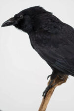 Raaf-duo op drijfhout taxidermie - Afbeelding 7