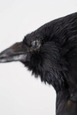 Raaf-duo op drijfhout taxidermie - Afbeelding 6