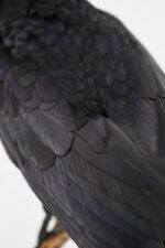Raaf-duo op drijfhout taxidermie - Afbeelding 5