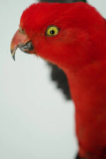 Koningsparkiet - Afbeelding 10