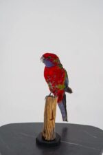 Karmozijnrosella op houten sokkel