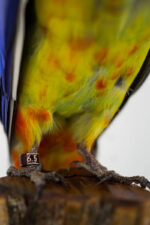 Kleurrijke rosella op sokkel - Afbeelding 2