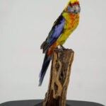 Kleurrijke rosella op sokkel