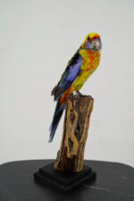 Kleurrijke rosella op sokkel
