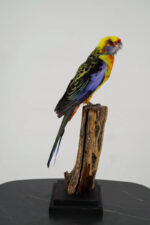 Kleurrijke rosella op sokkel - Afbeelding 6