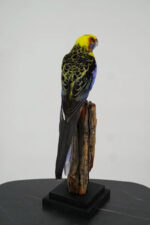 Kleurrijke rosella op sokkel - Afbeelding 5