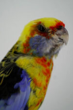 Kleurrijke rosella op sokkel - Afbeelding 4