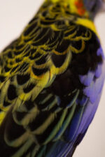 Kleurrijke rosella op sokkel - Afbeelding 3