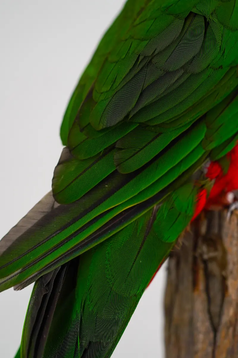 Australische koningsparkiet - Afbeelding 8