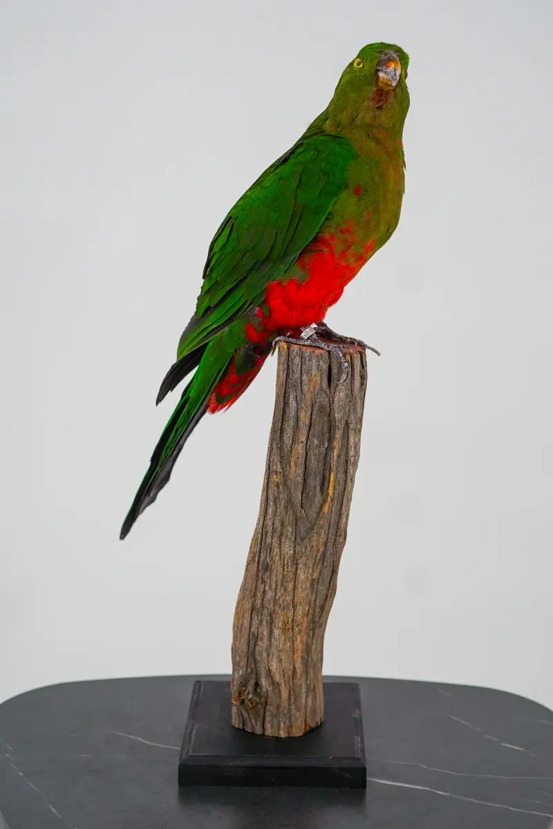 Australische koningsparkiet - Afbeelding 7