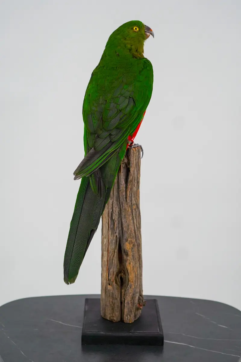 Australische koningsparkiet - Afbeelding 6