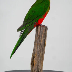 Australische koningsparkiet