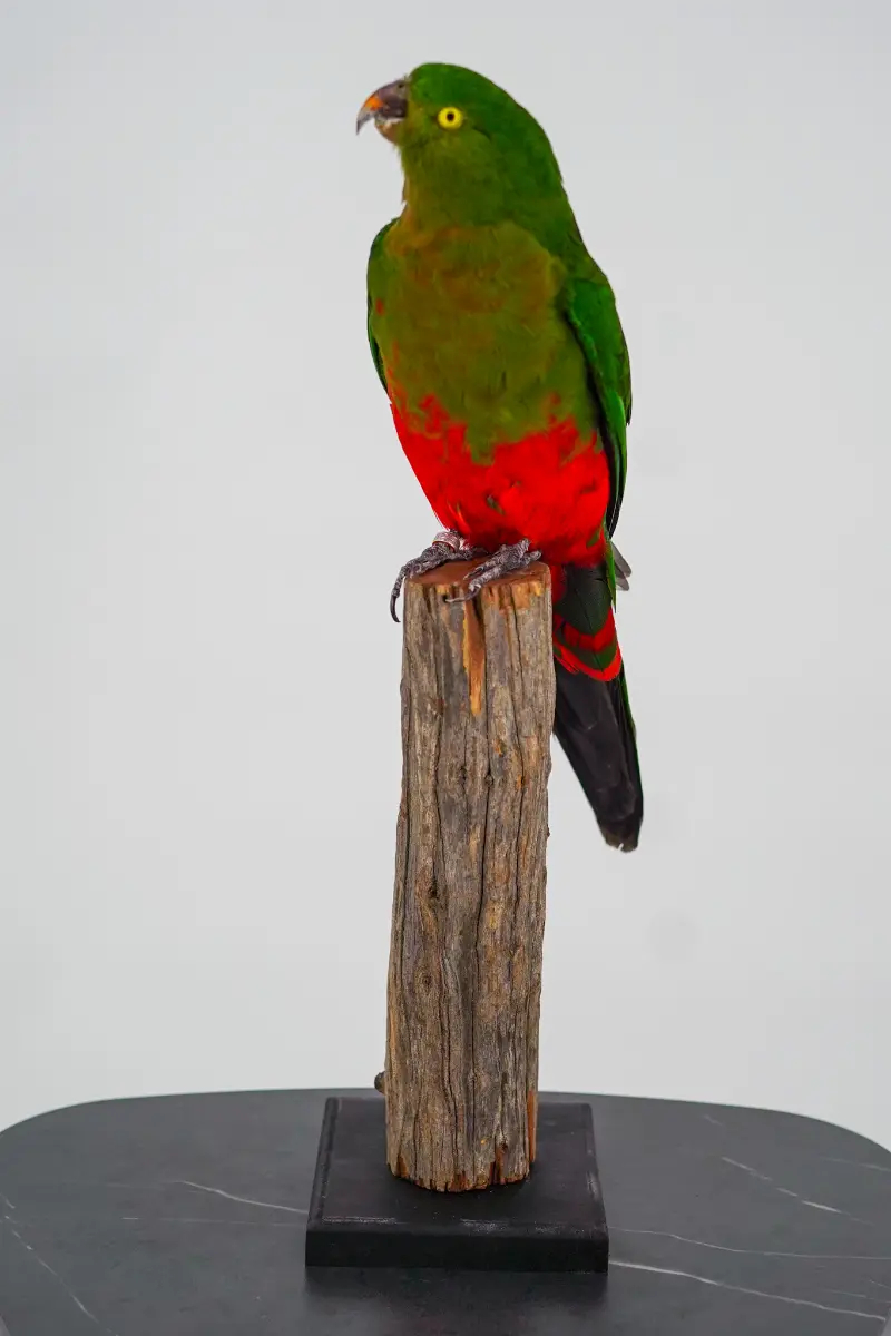 Australische koningsparkiet - Afbeelding 5