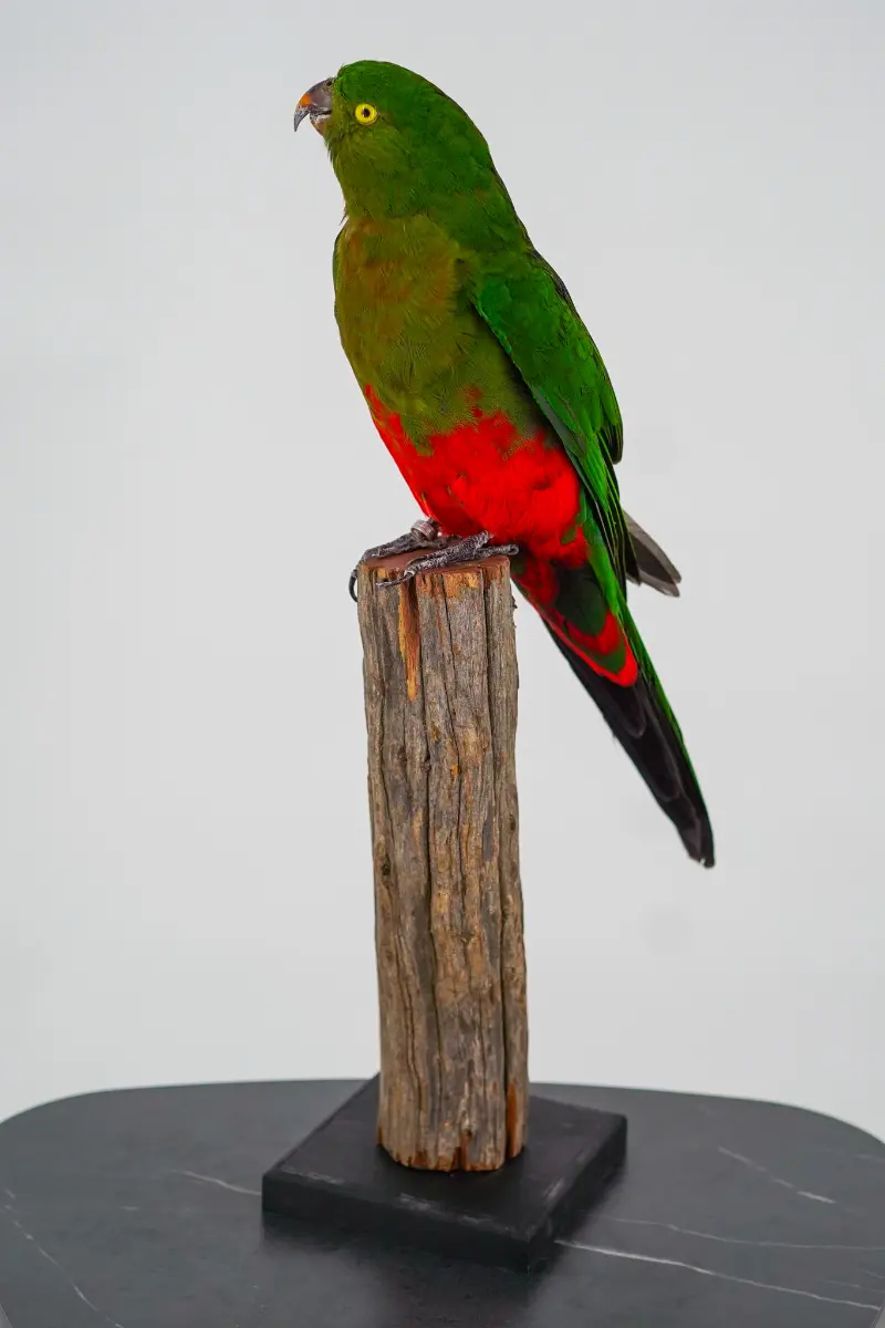 Australische koningsparkiet - Afbeelding 4