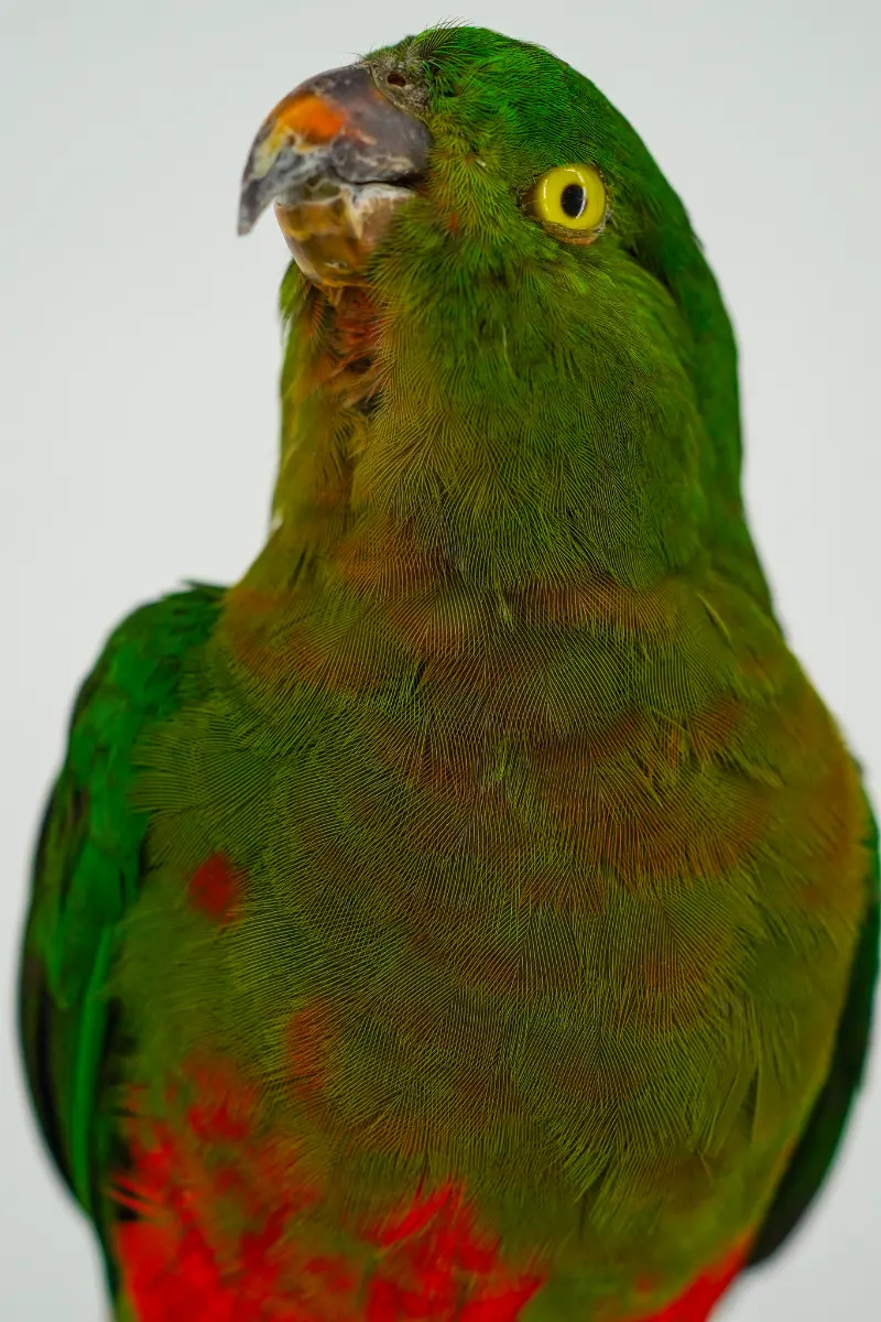 Australische koningsparkiet - Afbeelding 3