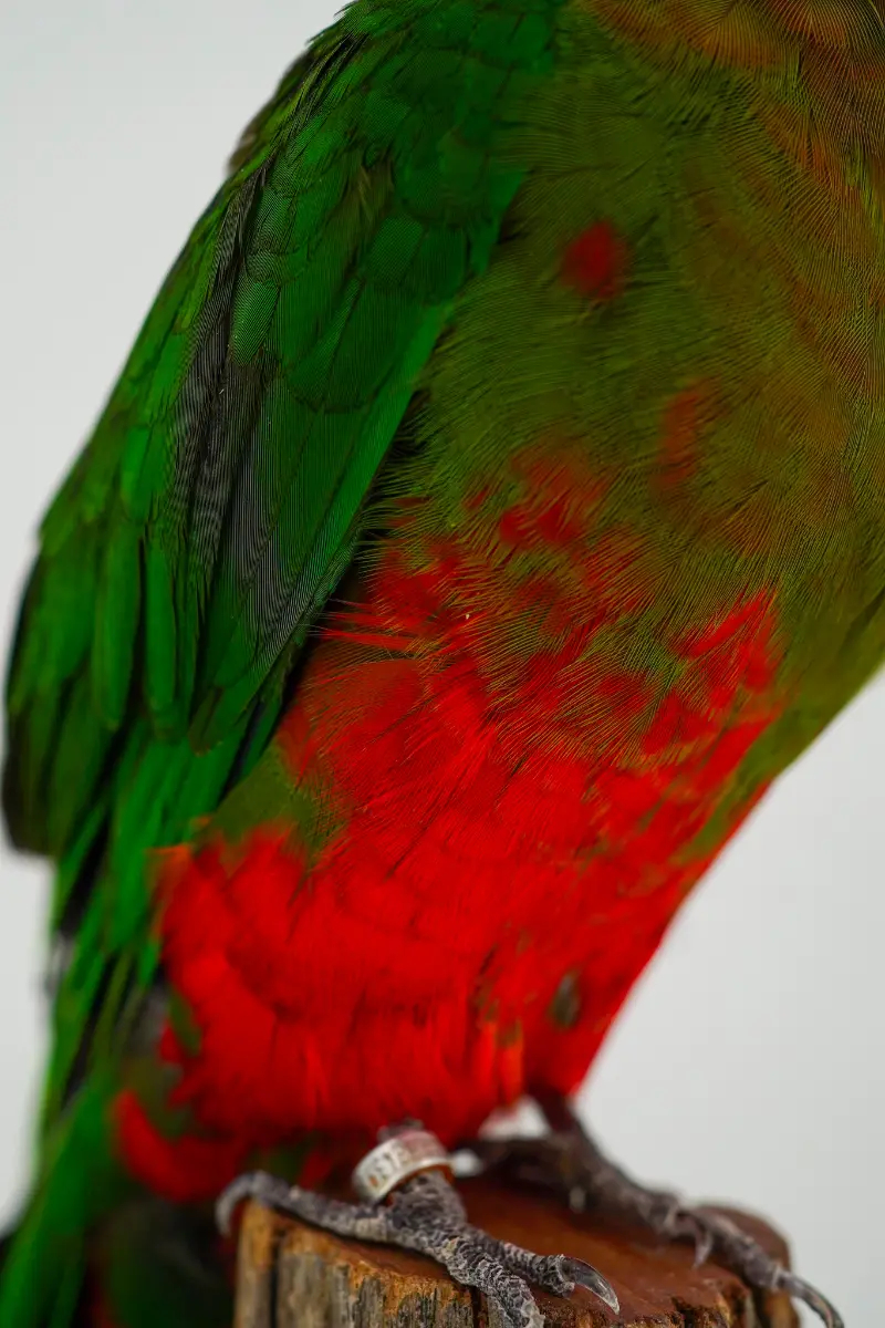 Australische koningsparkiet - Afbeelding 2