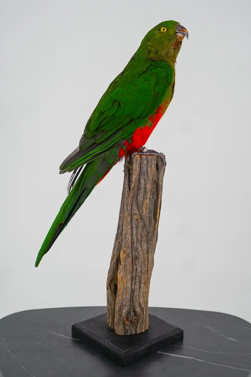 Australische koningsparkiet