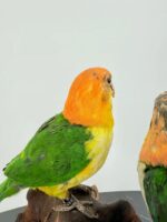Duo witbuikcaiques op wortelhout – foto 8