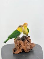 Duo witbuikcaiques op wortelhout – foto 7