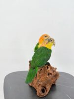 Duo witbuikcaiques op wortelhout – foto 6