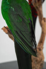 Koppel Australische koningsparkieten taxidermie - Afbeelding 6