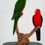Koppel Australische koningsparkieten taxidermie