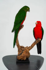 Koppel Australische koningsparkieten taxidermie