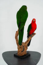 Koppel Australische koningsparkieten taxidermie - Afbeelding 10