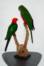 Koppel Australische koningsparkieten taxidermie - Afbeelding 9