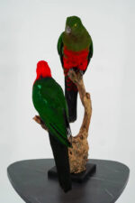 Koppel Australische koningsparkieten taxidermie - Afbeelding 7