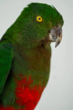 Koppel Australische koningsparkieten taxidermie - Afbeelding 2