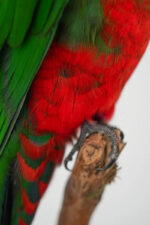 Koppel Australische koningsparkieten taxidermie - Afbeelding 4