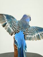 Blauwe grasparkiet met gespreide vleugels - Afbeelding 10