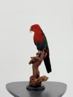 Taxidermie Koningsparkiet op houten stronk - Afbeelding 2