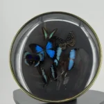 Blauwe vlinders in ronde bolle lijst