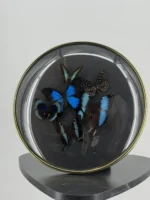 Blauwe vlinders in ronde bolle lijst