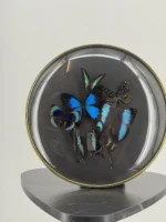 Blauwe vlinders in ronde bolle lijst
