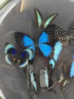 Blauwe vlinders in ronde bolle lijst