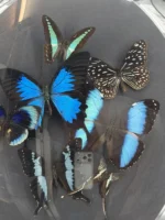 Blauwe vlinders in ronde bolle lijst