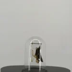 Vleermuis met half skelet onder stolp