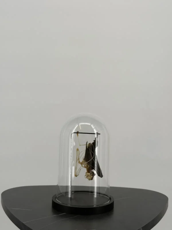 Vleermuis met half skelet onder stolp