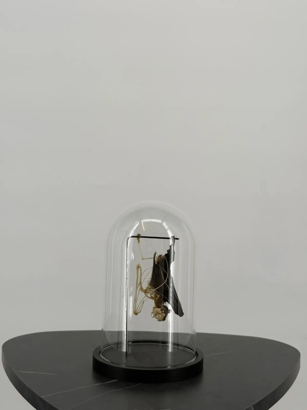 Vleermuis met half skelet onder stolp