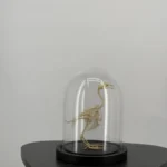 Vogelskelet onder glazen stolp