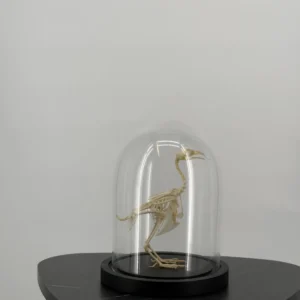 Vogelskelet onder glazen stolp