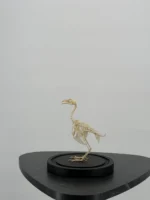 Vogelskelet onder glazen stolp