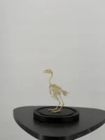 Vogelskelet onder glazen stolp