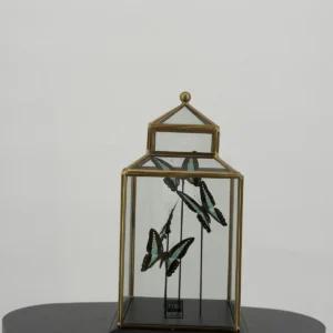 Zeegroene pagesvlinders in messing vitrine