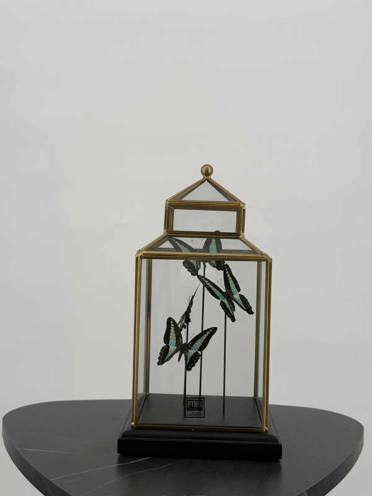 Zeegroene pagesvlinders in messing vitrine