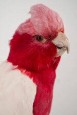 Roze kaketoe - Afbeelding 6